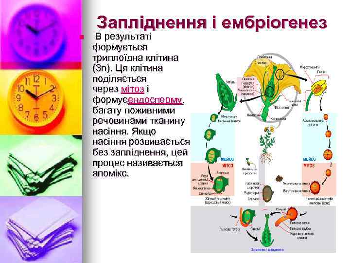 Запліднення і ембріогенез n В результаті формується триплоїдна клітина (3 n). Ця клітина поділяється