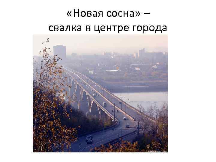  «Новая сосна» – свалка в центре города 