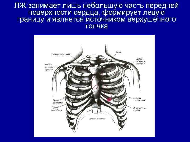 ЛЖ занимает лишь небольшую часть передней поверхности сердца, формирует левую границу и является источником