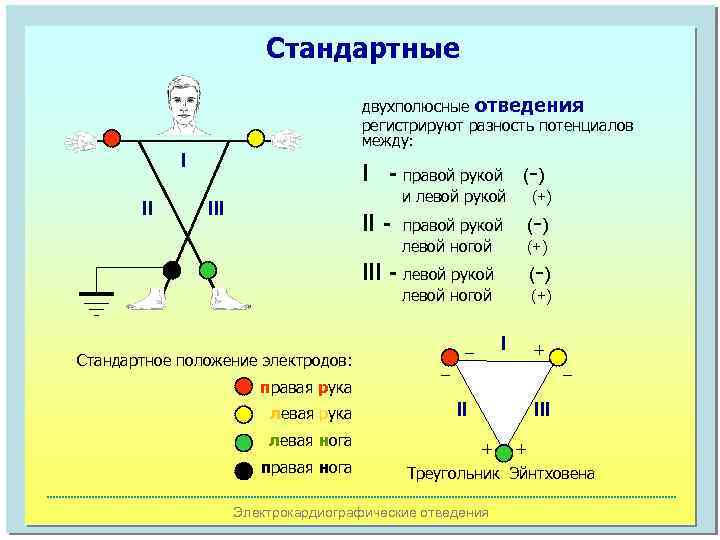 Стандартные двухполюсные отведения регистрируют разность потенциалов между: I II I - правой рукой и