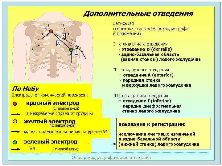 Дополнительные отведения 2 3 ñ 4 5 6 Запись ЭКГ (переключатель электрокардиографа в положении):