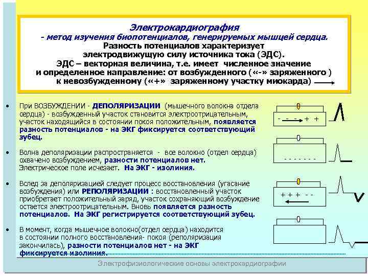 Электрокардиография - метод изучения биопотенциалов, генерируемых мышцей сердца. Разность потенциалов характеризует электродвижущую силу источника