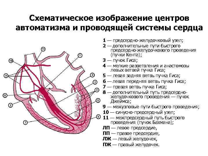 Схематическое изображение центров автоматизма и проводящей системы сердца 1 — предсердно-желудочковый узел; 2 —