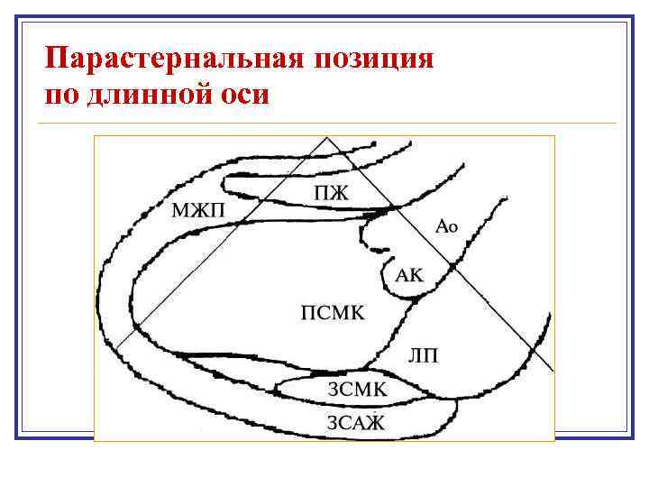 Парастернальная позиция по длинной оси 