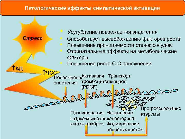 Патологические эффекты симпатической активации • • Стресс АД • Усугубление повреждения эндотелия Способствует высвобождению