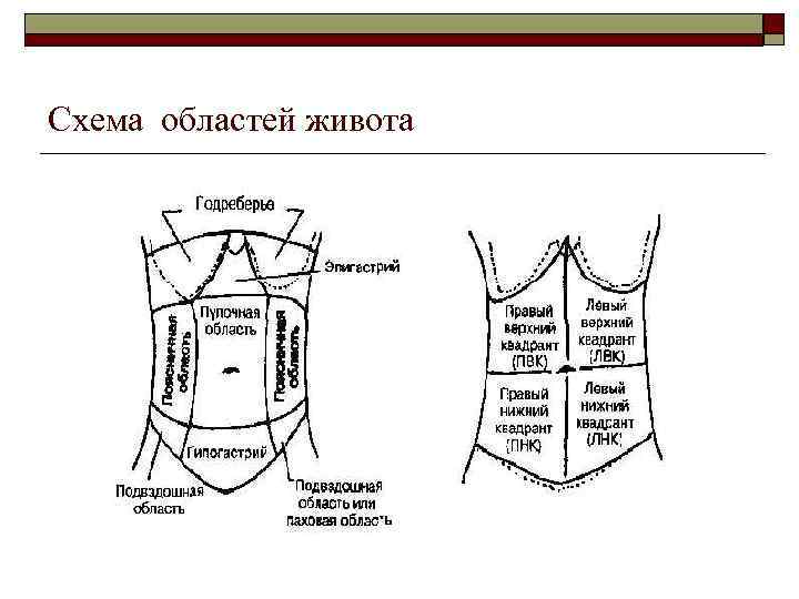 Схема областей живота 