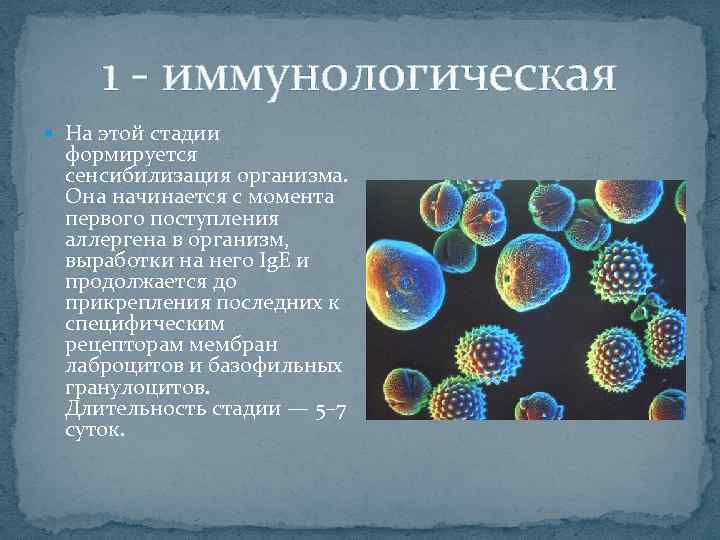 1 иммунологическая На этой стадии формируется сенсибилизация организма. Она начинается с момента первого поступления