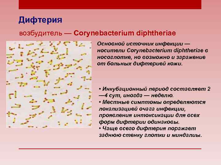 Дифтерия возбудитель — Corynebacterium diphtheriae Основной источник инфекции — носители Corynebacterium diphtheriae в носоглотке,
