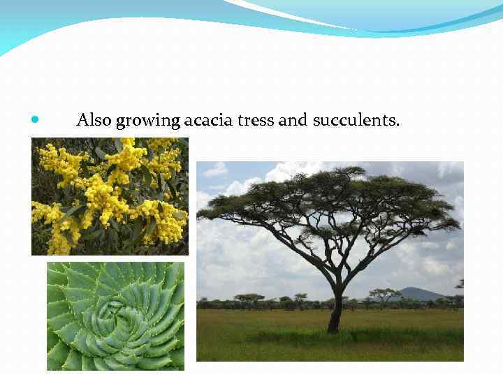  Also growing acacia tress and succulents. 