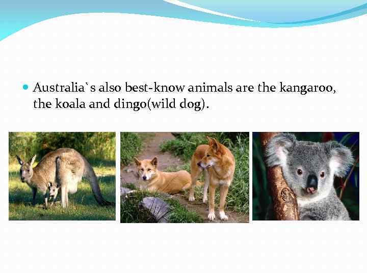  Australia`s also best-know animals are the kangaroo, the koala and dingo(wild dog). 