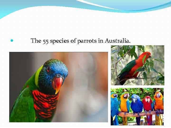  The 55 species of parrots in Australia. 