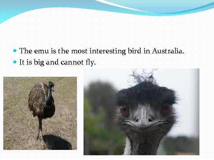  The emu is the most interesting bird in Australia. It is big and