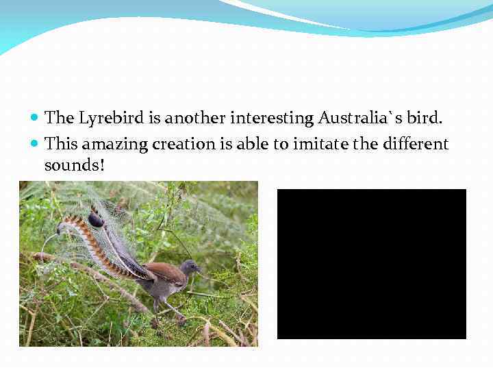  The Lyrebird is another interesting Australia`s bird. This amazing creation is able to