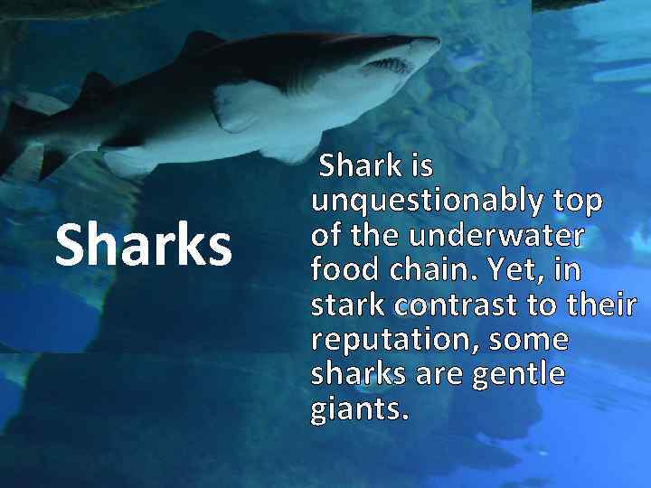  Shark is Sharks unquestionably top of the underwater food chain. Yet, in stark