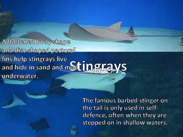 A flattened body shape and disc-shaped pectoral fins help stingrays live and hide in