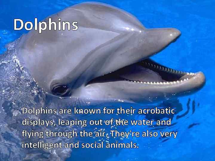 Dolphins are known for their acrobatic displays, leaping out of the water and flying