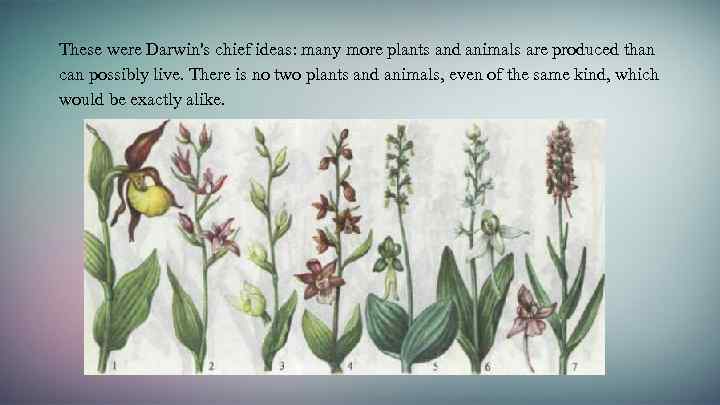 These were Darwin's chief ideas: many more plants and animals are produced than can