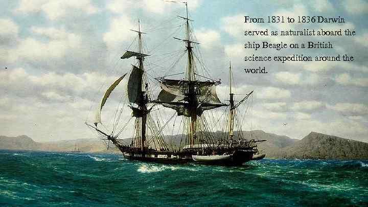 From 1831 to 1836 Darwin served as naturalist aboard the ship Beagle on a
