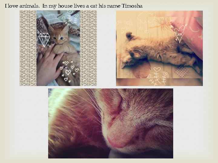 I love animals. In my house lives a cat his name Timosha 