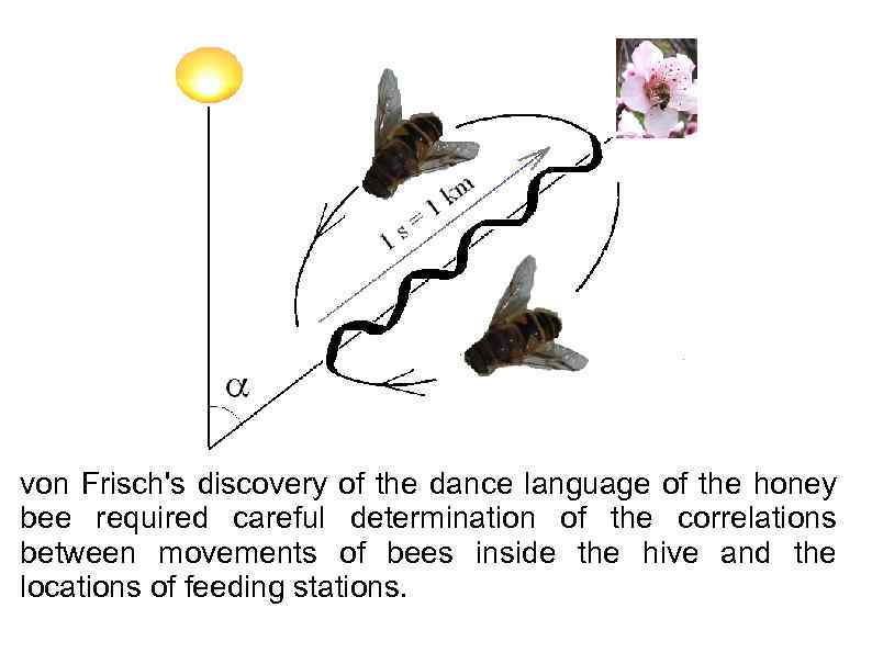von Frisch's discovery of the dance language of the honey bee required careful determination