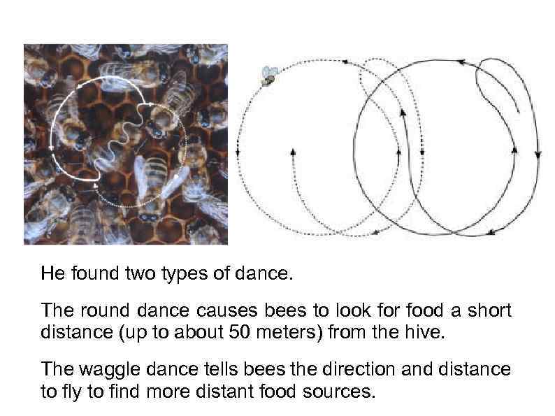 He found two types of dance. The round dance causes bees to look for