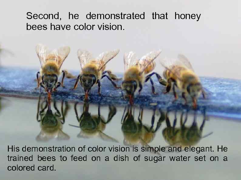 Second, he demonstrated that honey bees have color vision. His demonstration of color vision