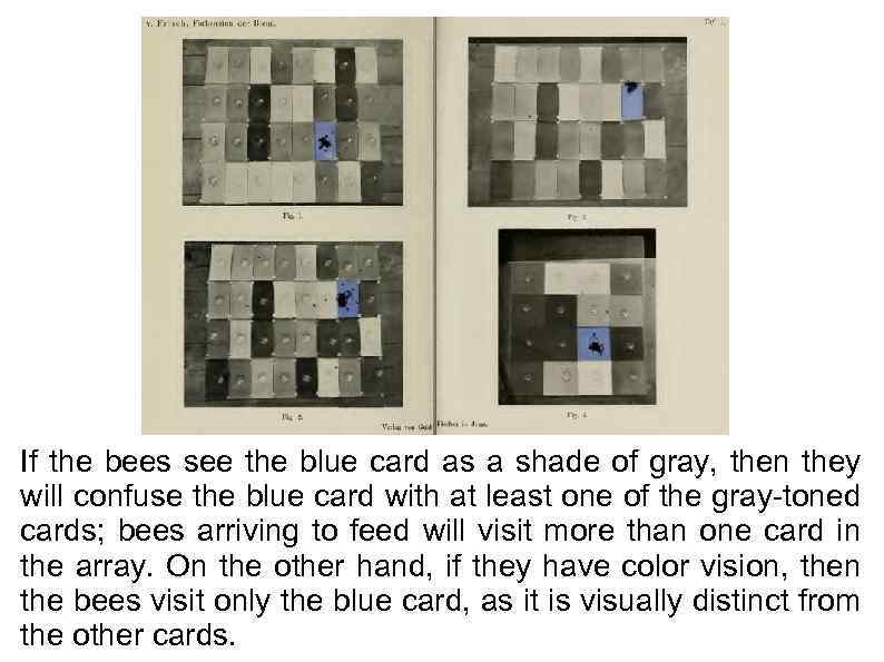 If the bees see the blue card as a shade of gray, then they