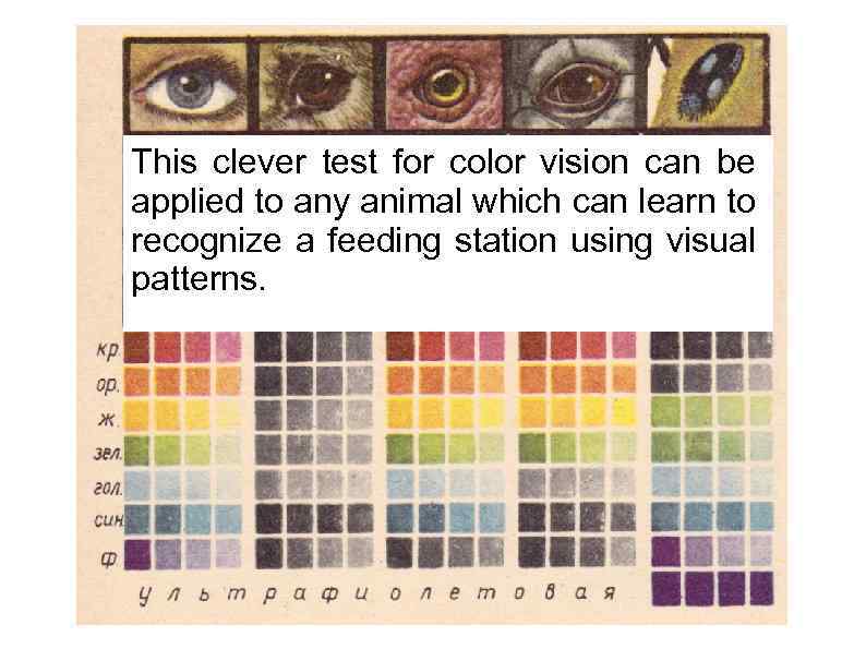 This clever test for color vision can be applied to any animal which can