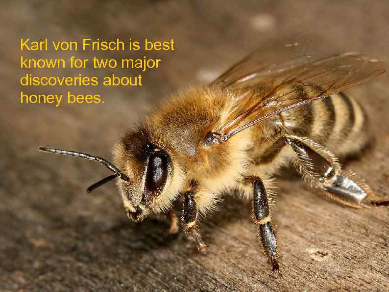 Karl von Frisch is best known for two major discoveries about honey bees. 