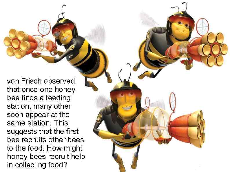 von Frisch observed that once one honey bee finds a feeding station, many other