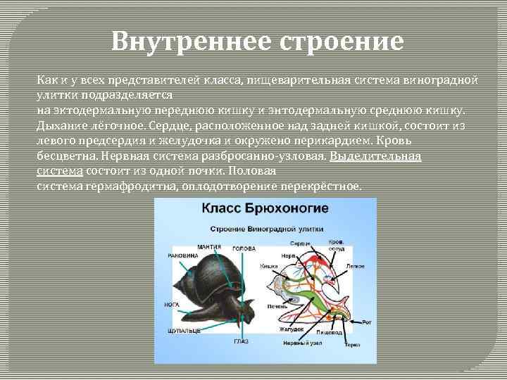 Внутреннее строение Как и у всех представителей класса, пищеварительная система виноградной улитки подразделяется на