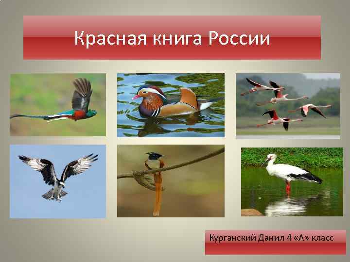 Красная книга России Курганский Данил 4 «А» класс 