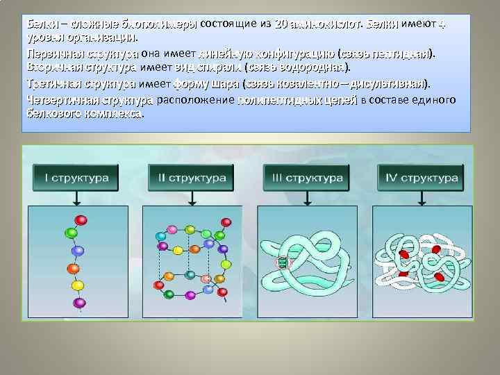 Белки – сложные биополимеры состоящие из 20 аминокислот. Белки имеют 4 аминокислот уровня организации