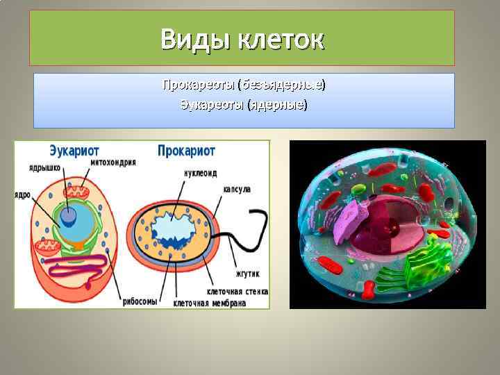 Виды Клеток Фото