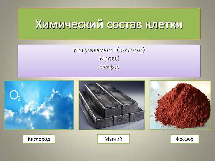 Химический состав клетки Макроэлементы (кислород) кислород Магний Фосфор Кислород Магний Фосфор 
