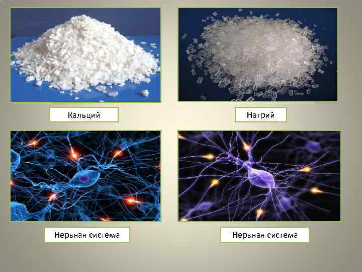 Кальций Нервная система Натрий Нервная система 