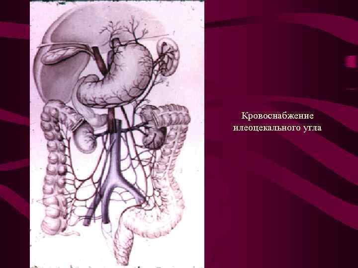 Кровоснабжение илеоцекального угла 