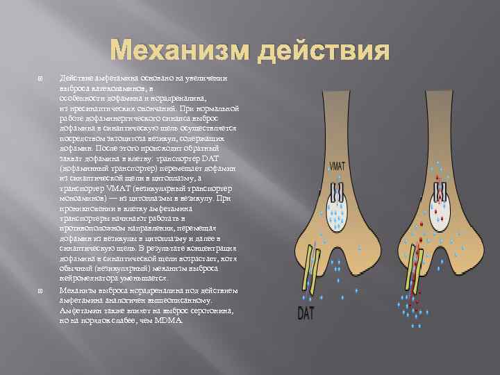 Механизм действия Действие амфетамина основано на увеличении выброса катехоламинов, в особенности дофамина и норадреналина,