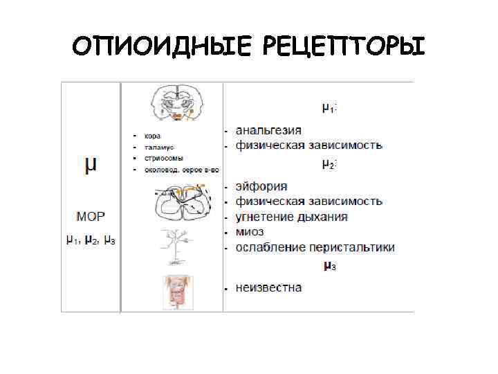 ОПИОИДНЫЕ РЕЦЕПТОРЫ 