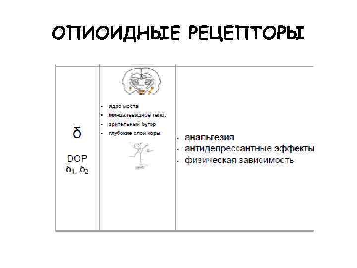 ОПИОИДНЫЕ РЕЦЕПТОРЫ 