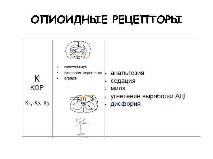 ОПИОИДНЫЕ РЕЦЕПТОРЫ 