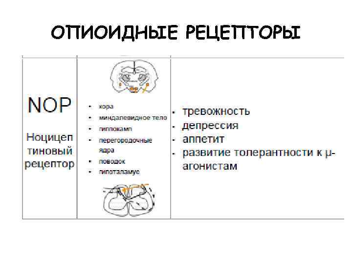ОПИОИДНЫЕ РЕЦЕПТОРЫ 