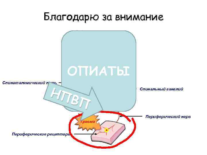 Благодарю за внимание Боль ОПИАТЫ Спиноталямический путь НП ВП Спинальный ганглий Периферический нерв Травма