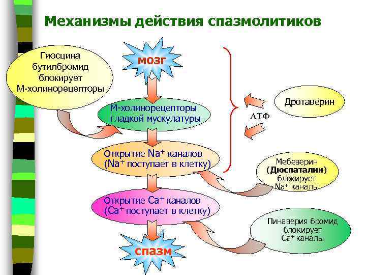 Механизмы действия спазмолитиков Гиосцина бутилбромид блокирует М-холинорецепторы мозг М-холинорецепторы гладкой мускулатуры Открытие Na+ каналов