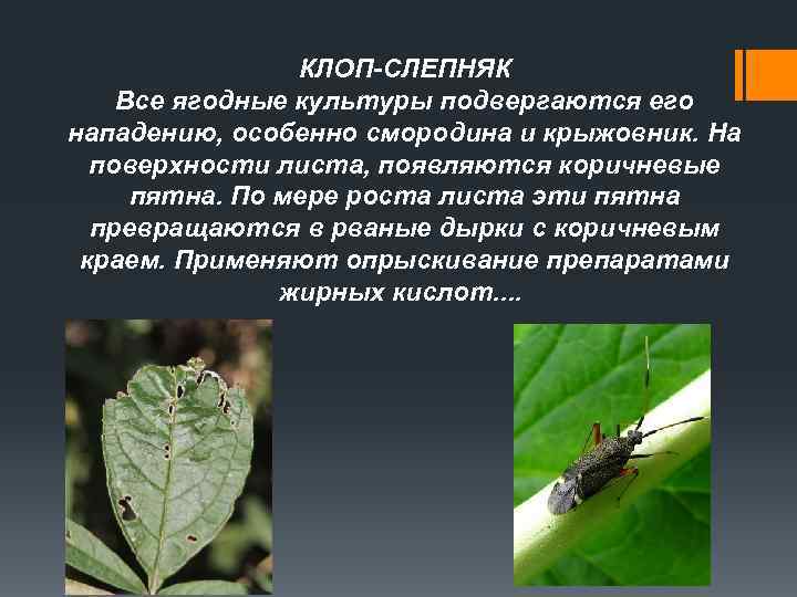 КЛОП-СЛЕПНЯК Все ягодные культуры подвергаются его нападению, особенно смородина и крыжовник. На поверхности листа,