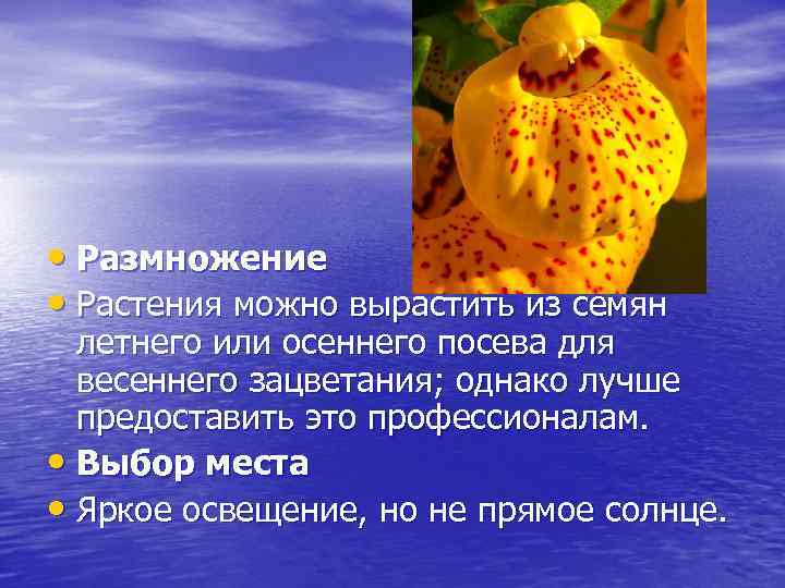  • Размножение • Растения можно вырастить из семян летнего или осеннего посева для