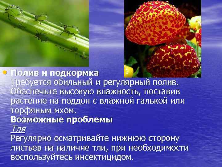  • Полив и подкормка Требуется обильный и регулярный полив. Обеспечьте высокую влажность, поставив