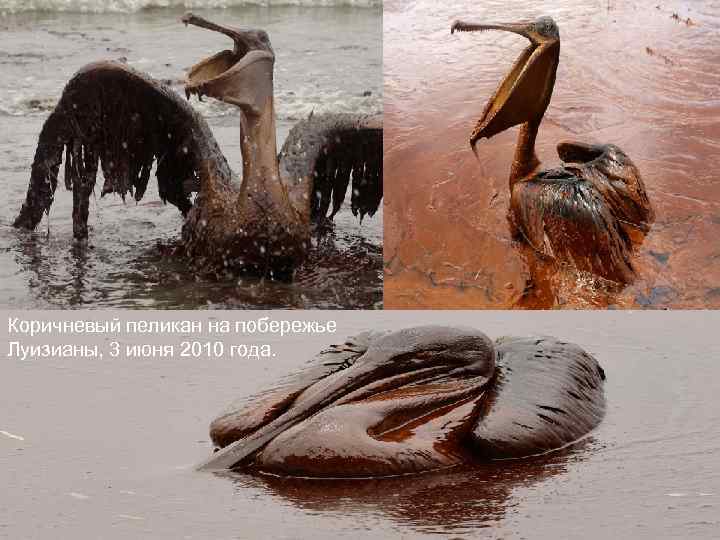 Коричневый пеликан на побережье Луизианы, 3 июня 2010 года. 