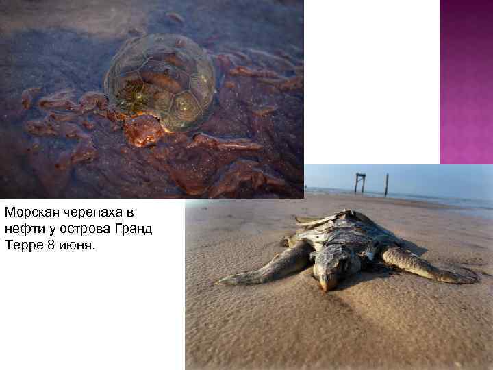 Морская черепаха в нефти у острова Гранд Терре 8 июня. 