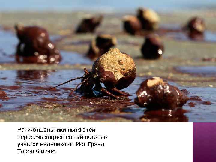 Раки-отшельники пытаются пересечь загрязненный нефтью участок недалеко от Ист Гранд Терре 6 июня. 